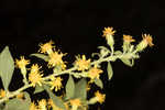 Buckley's goldenrod 